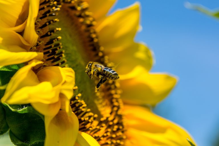 Einladung zum Themenabend „Hessisches Naturschutzgesetz“