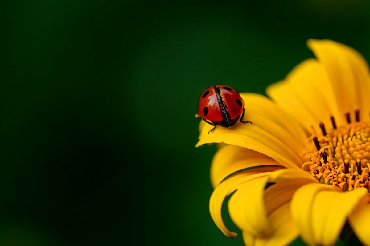 Ladybug