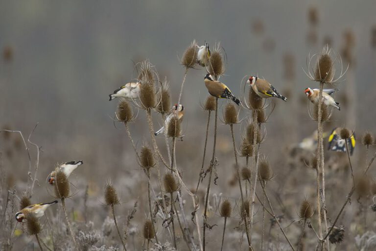 Für mehr Wildnis in Garten und Land