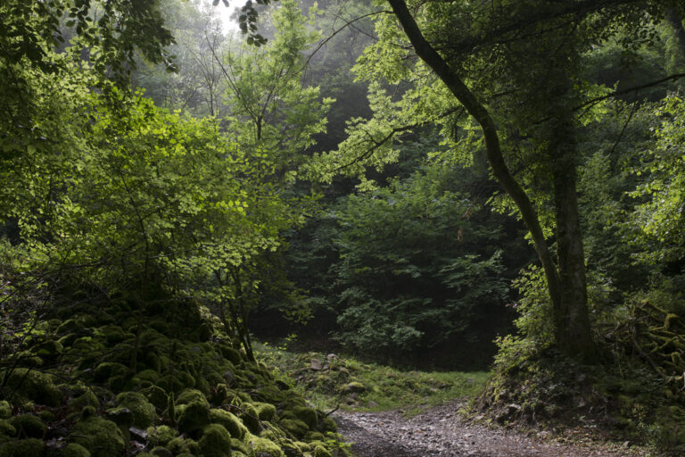 Positionspapier von Bündnis 90/Die Grünen KV Lahn-Dill zum klimaresilienten Zukunftswald im Lahn-Dill-Kreis