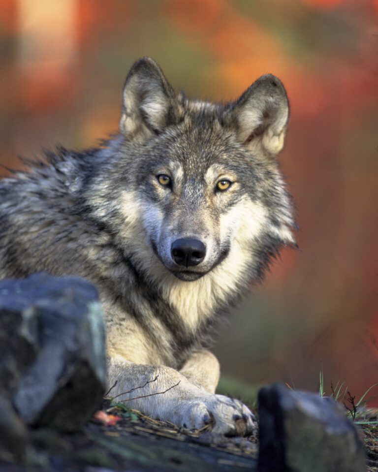 Rede zu steigenden Wolfszahlen im LDK